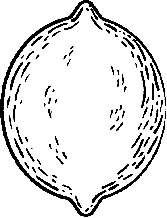The Little lemon